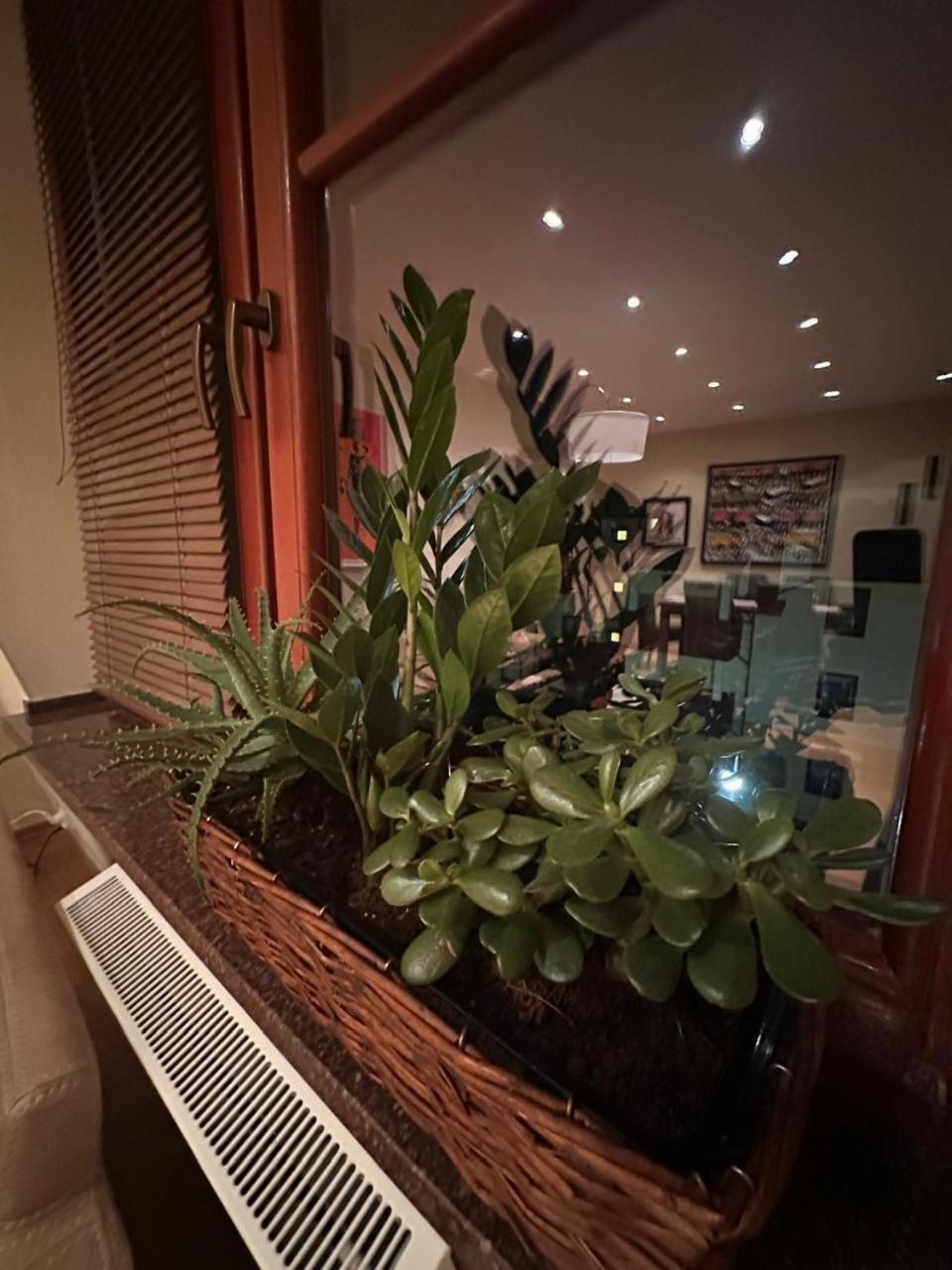 Apartament Josefina 波兰尼卡-兹德鲁伊 外观 照片